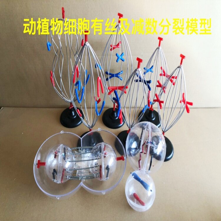 动植物细胞有丝及减数分裂模型 染色体变化教具 生物教学仪器