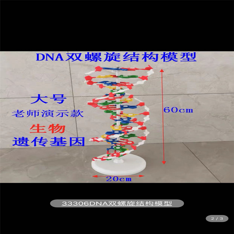 DNA结构模型过滤33306双螺旋60公分高中碱基对遗传基因生物教学