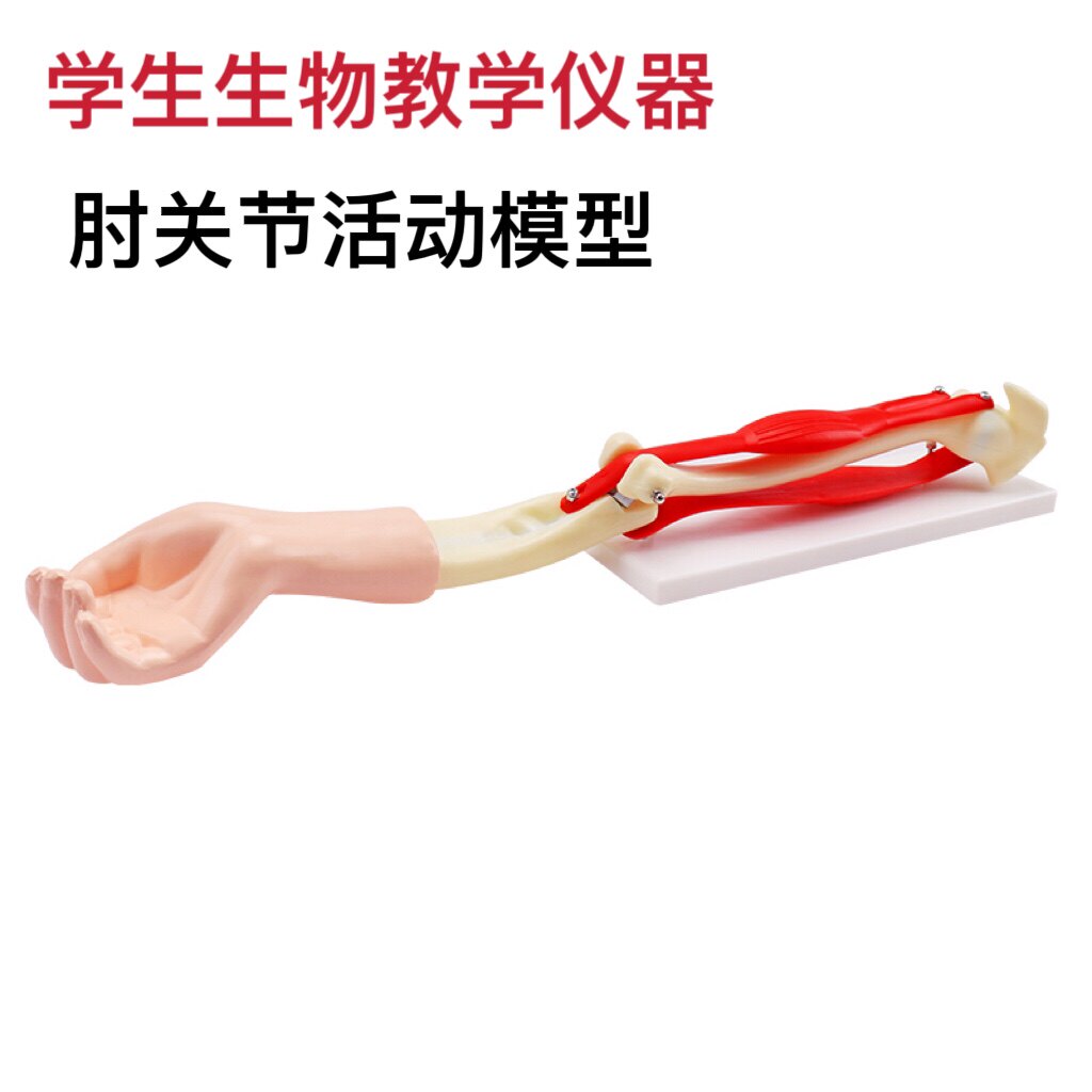 肘关节模型手臂骨骼肌肉模型教学仪器生物教具教师用初高中大号
