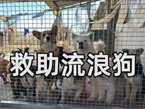 购买明信片帮助基地照顾救助流浪猫猫狗狗爱心狗粮猫粮公益救助粮