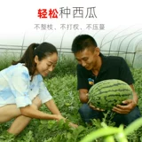 Ленивый ханва король гигантский гигантский гигантский ленивый арбуз семя семя