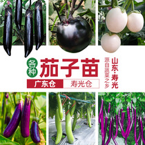 Hang eggplant long eggplant seed seedling extra-large seedling eggplant white four-season seed Green seedling seedling longevity seed industry book is happy