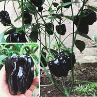 6 пурпурных саженцев перца чили