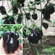 6 пурпурных саженцев перца чили