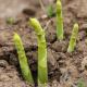 Asparagus seed seedlings with soil roots potted purple four seasons planting vegetable seedlings high-yielding root seedlings perennial