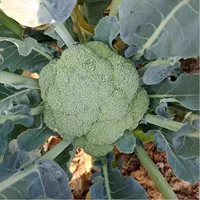 6 саженцев брокколи