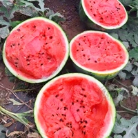 Семена сладкого короля арбуза 20 капсул дыни вес 7-9 кг