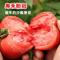 [Shouhe Selection] 6 больших розовых саженцев томатов