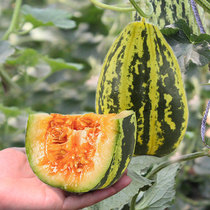 Rock sugar melon seed seedlings Super sweet nectar Special sweet melon high yield summer seed larvae Balcony potted melon seedlings