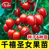 Семена бабушки тысячелетия помидоры четыре сезона западные западные семена семян семян семян