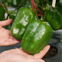 6 саженцев зеленого сладкого перца