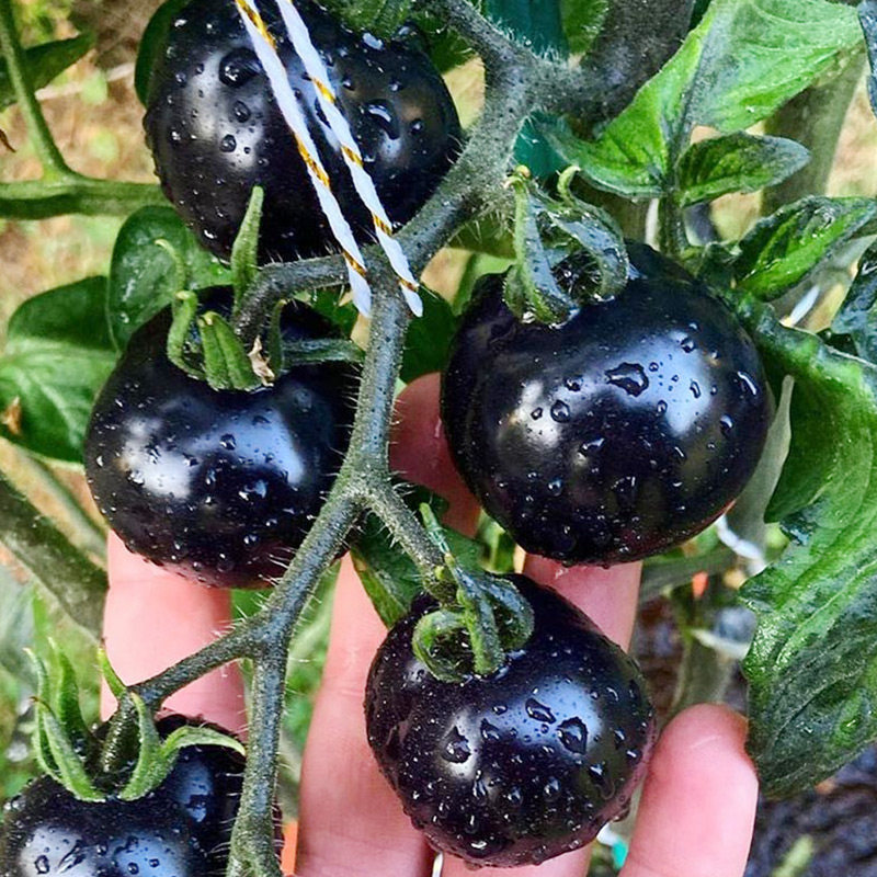 Black Tomato Seed Miao Black Little Tomato Tomatoes vegetable seed Black Diamond Sacred Virgin Fruits