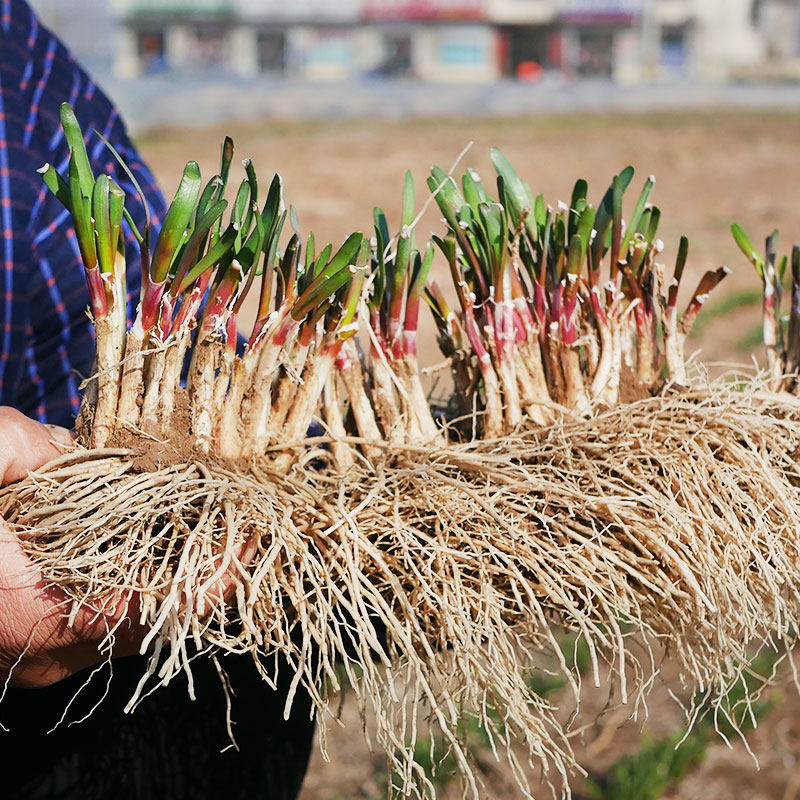 Now dig red root wide leaf leek root seedling four seasons seed seedling Balcony seedling Purple root potted seed seedling leaflet root