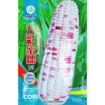 Antarctic star super sweet corn seed seed fragrant waxy corn seed colorful glutinous sticky purple Four Seasons high yield extra large seed species