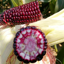 Purple super sweet fruit corn seed Red Sweet glutinous corn seed seed characteristic ornamental four seasons spring seed vegetable