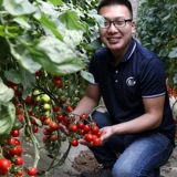 Семена бабушки тысячелетия помидоры четыре сезона западные западные семена семян семян семян