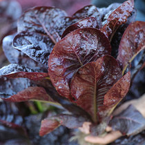 Peacock seed lettuce seed Four Seasons green vegetable salad vegetable seed balcony potted autumn and winter rapeseed