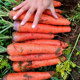 Carrot seeds, seeds, red fruit, radish, purple black vegetable, purple yellow carrot