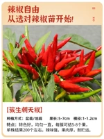 3 грозди рассады перца, обращенной вверх.