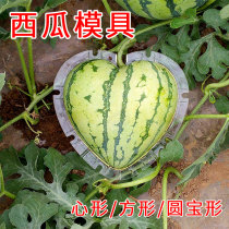 Square heart-shaped round treasure-shaped watermelon mold model abrasive mold shape fruit growth shaping plastic