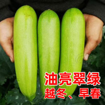 Fengbao zucchini seeds are cold-resistant and high-yielding West Hulu greenhouse autumn winter early spring winter early spring overwintering seeds