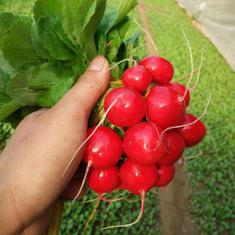 Japanese cherry radish seeds rapeseed balcony four seasons potted spring sowing autumn radish vegetable seeds relict small red