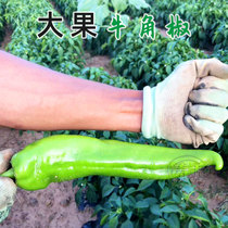 Extra-large beef horn pepper seeds seedlings peppers green peppers seeds spicy four seasons spicy high-yield vegetable seedlings