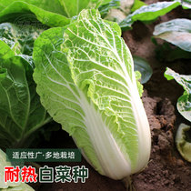 High-yield heat-resistant summer Chinese cabbage seeds seeds hot generals autumn seeds high-yield four-season vegetables winter storage