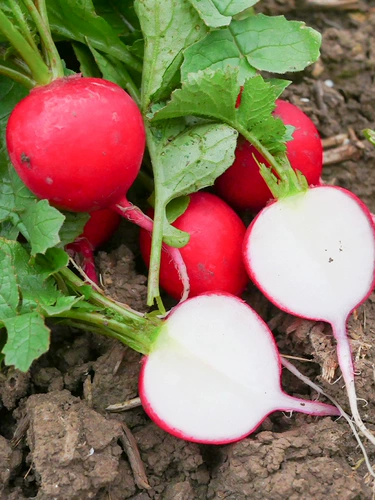 Вишневый редьки фрукты Daquan High Liking Four Seasons