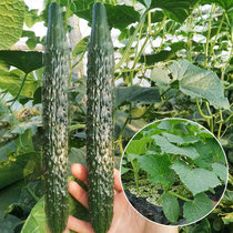 High yield cucumber seed seedling seedling Cucumber dry small vegetable seedling Vegetable seedling relict old seedling Grafting seedling Daquan autumn