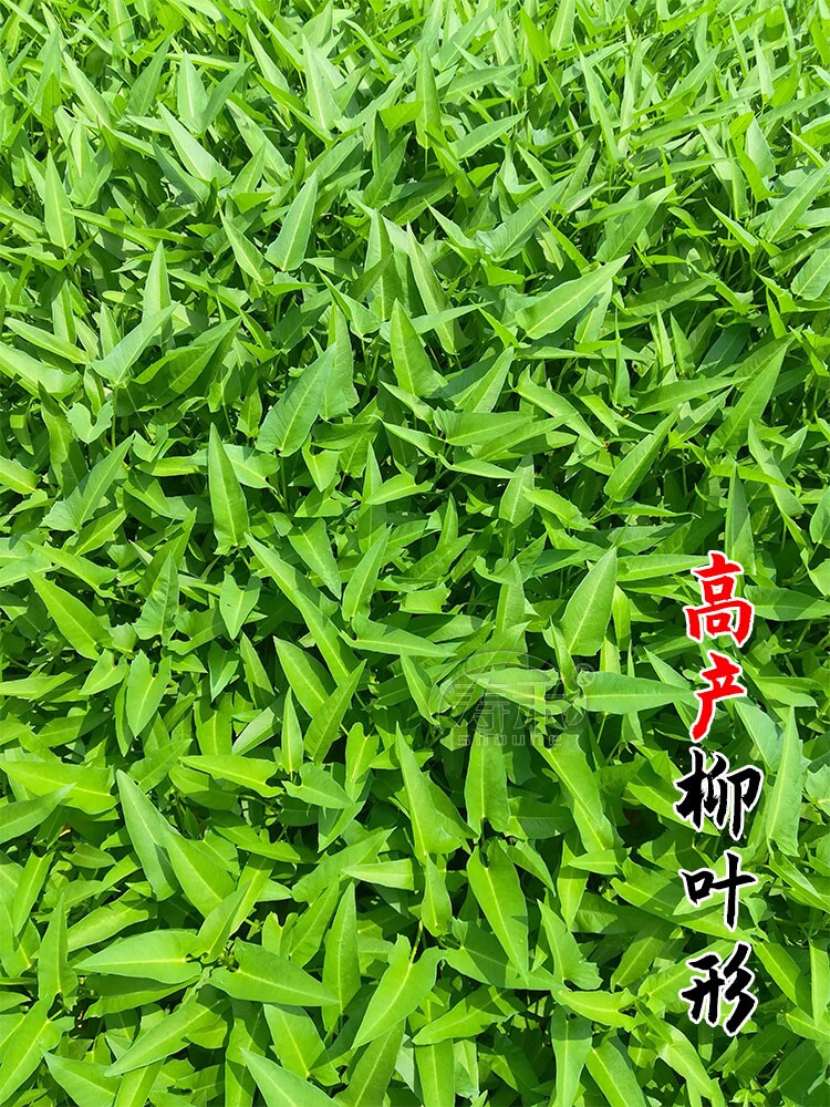 Thai cabbage seed seedling Willow leaf high yield leaflet four-season rapeseed seedling seedling with root water large