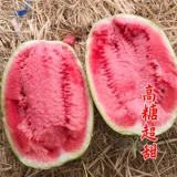 Очень большие саженцы семян арбуза Qilin Lazy Man 8424 Без семян южных саженцев, привитые зодиаки, 2K сладкий король