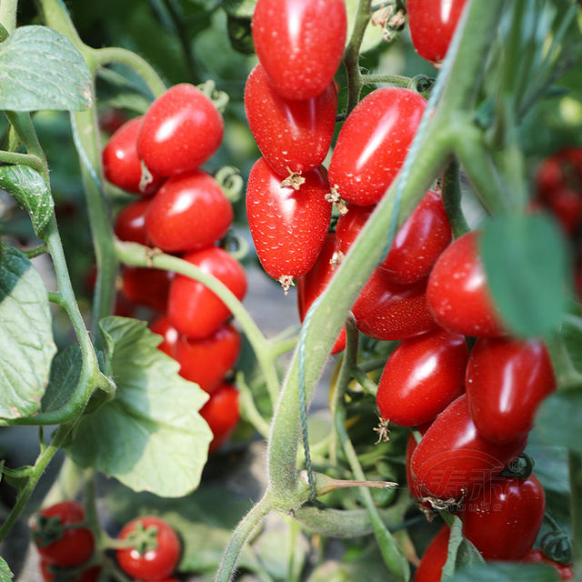 Four Seasons Small Tomato Seeds Millennium Cherry Tomato Dwarf Tomato Seedlings Potted Vegetable Seeds and fruit Seeds