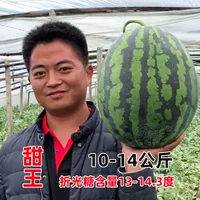 Sweet King Abrimelon Seartings 5 ​​Merons весят 7-9 кг