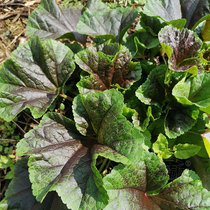 Glutinous rice winter cold vegetable seed winter amaranth seed winter vegetable seed seed vegetable seedling green vegetable seed vegetable seedling