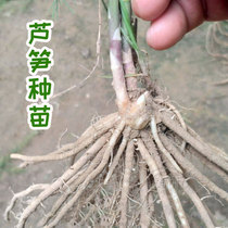 Asparagus Seeds Seeds Seeds with Soil Roots Purple Four Seasons Planting Vegetable Seeds Perennial Seeds