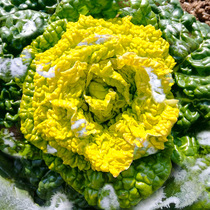 Autumn and Winter Yellow Heart Black vegetable seed seed seed seed black vegetable Daquan winter cold-resistant green vegetable vegetable black rapeseed