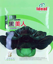 Suzhou Green Seeds Rape Seeds Black Beauty Green Trapeseed