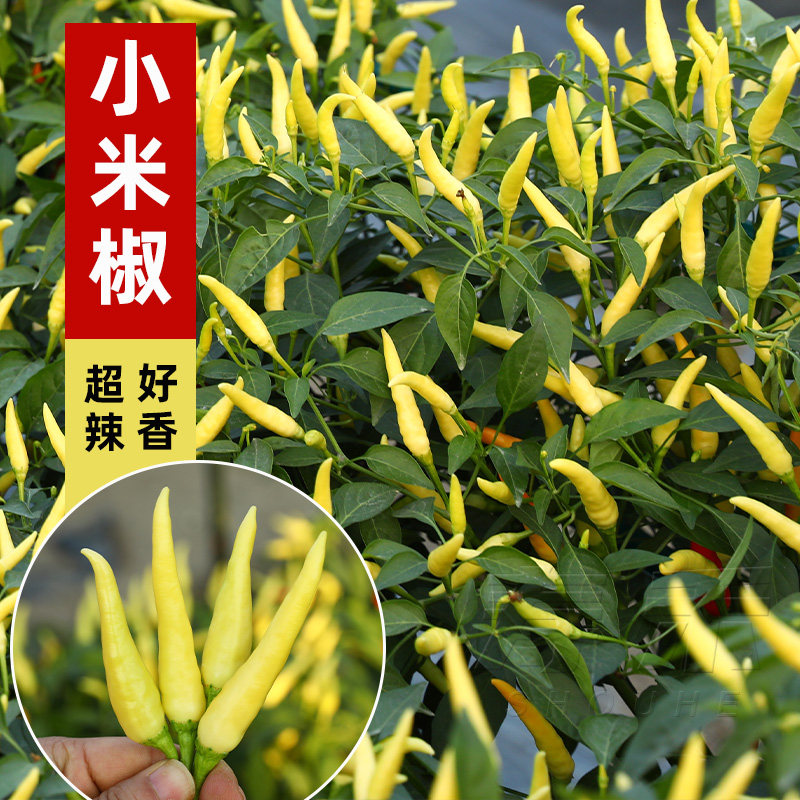 Four seasons millet pepper seed millet spicy seed seedling Chaotian pepper super spicy vegetable pickled pepper seedling potted seedling