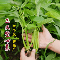 Super three-pronged vegetable water spinach seed seed seedling four season vegetable seedling with root summer vegetable rapeseed seed seed seed