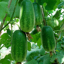 Guangdong Nongmao Gourd Seed Mini Winter Melon Seed Green Skin Early-maturing High-yield Seed Four Seasons Vegetable