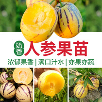 Ginseng fruit fruit fruit tree seeds Seeds Seeds Seeds Four Seasons Fruit Seeds Potted Seedlings Ginseng Southern Saplings