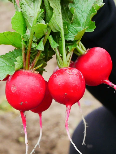 Вишневый редьки фрукты Daquan High Liking Four Seasons