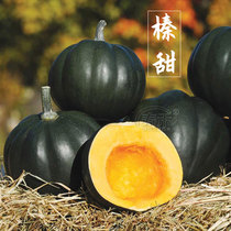 Hazel sweet pumpkin seeds black skinned small shell seed hazelnut-shaped seed sweet waxy high yield spring and autumn melon farmers