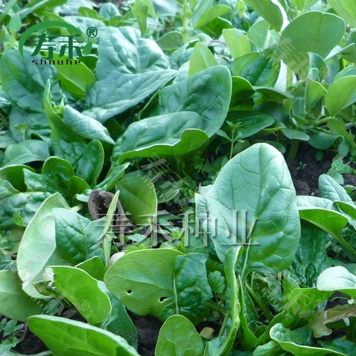 Четыре сезона растительных семян