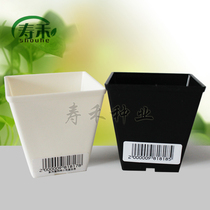 Alice IRIS fleshy small flowerpot home gardening small square box Plastic Little Black green plant