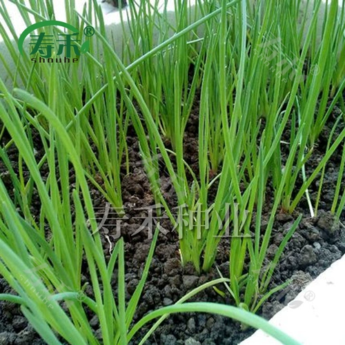 Четыре сезона растительных семян