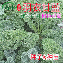 Kale seeds Seed seedlings relict edible autumn and winter purple vegetable seeds four seasons potted vegetable seedlings winter