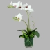 Chất lượng cao Phalaenopsis hoa nhân tạo hoa nhân tạo phòng khách bàn ăn bàn cà phê bình hoa trang trí tủ TV hoa trang trí - TV TV