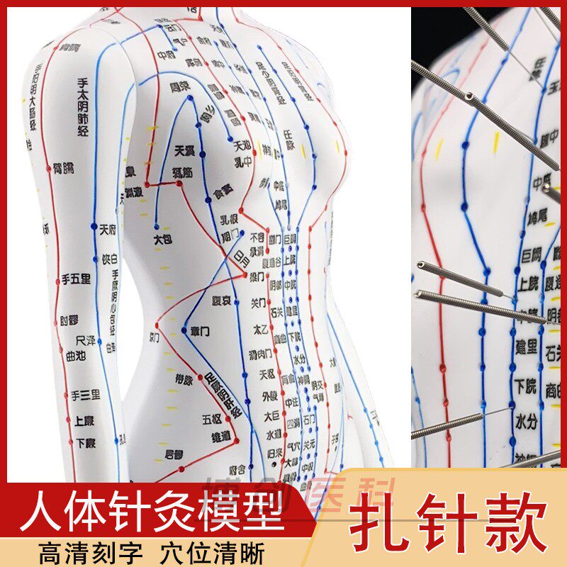 中医超清晰扎针款针灸穴位人体模型人经络穴位模型按摩推拿练习